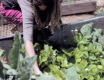Thumbnail image of woman gardening at Crawford High School